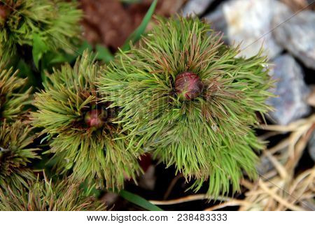 Macro Image Of Wonderful Flower Of Pion With Green Needles And Red Core