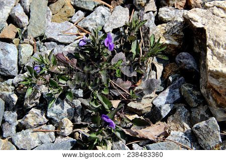 Some Blue Violets And Green Grass On The Stones Are Growing In Spite Of Everything