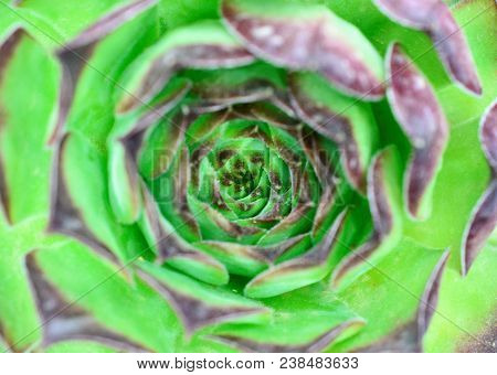 House Leek, Succulent Plant, Semper Vivum,