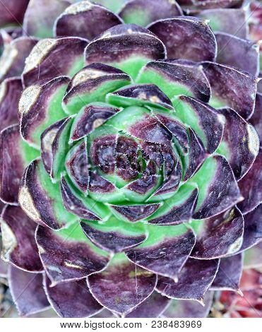 House Leek, Succulent Plant, Semper Vivum,