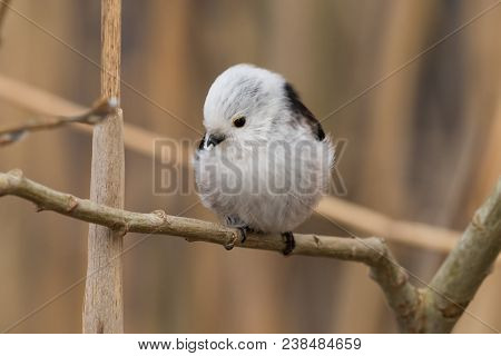 Long-tailed Tit Aegithalos Caudatus Sitting On A Branch In Germany