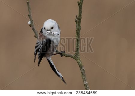 Long-tailed Tit Aegithalos Caudatus Sitting On A Branch In Germany