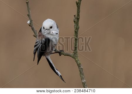 Long-tailed Tit Aegithalos Caudatus Sitting On A Branch In Germany