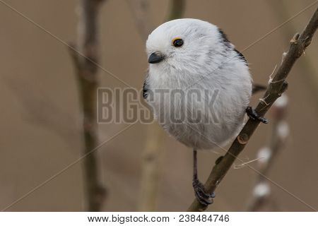 Long-tailed Tit Aegithalos Caudatus Sitting On A Branch In Germany