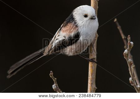 Long-tailed Tit Aegithalos Caudatus Sitting On A Branch In Germany