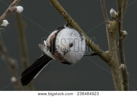 Long-tailed Tit Aegithalos Caudatus Sitting On A Branch In Germany