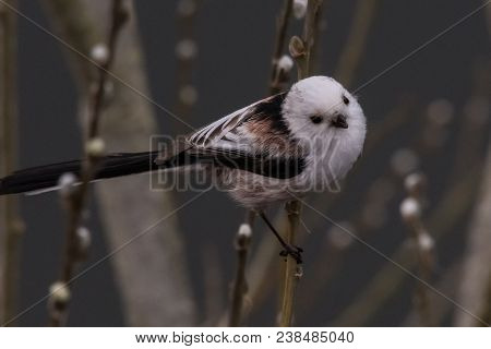 Long-tailed Tit Aegithalos Caudatus Sitting On A Branch In Germany