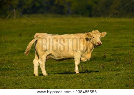 Mighty Cow On A Green Meadow In Germany