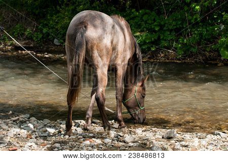 Arabian Purebred Horse Drinking Water In A Small River In Romania.