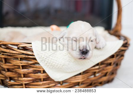 Portrait Of Two Weeks Old Cute Golden Retriever Puppy In The Basket. Lovely Golden Retriever Baby Bo