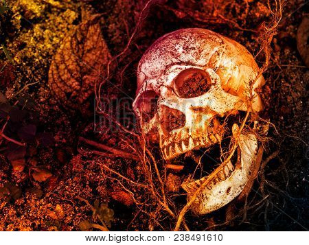 In Front Of Human Skull Buried In The Soil With The Roots Of The Tree On The Side. The Skull Has Dir