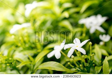 Sampaguita Jasmine With The Sunlight , The National Flower Of Republic Of The Philippines.