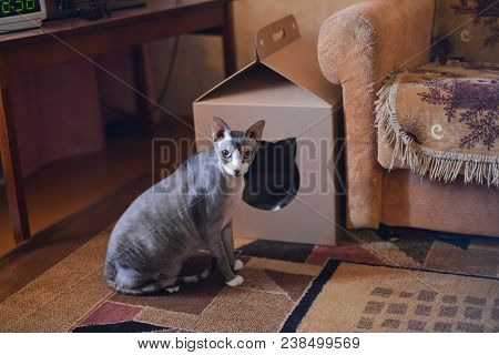Gray Cat Sphinx Sits Near His House In The Room And Looks At The Camera
