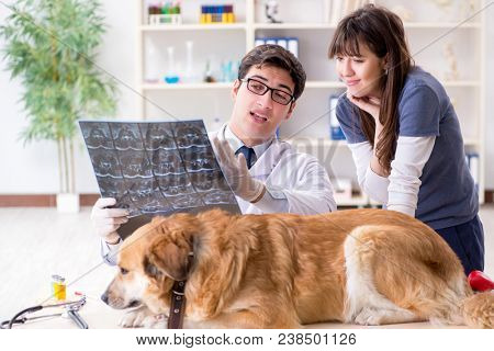 Doctor and assistant checking up golden retriever dog in vet cli
