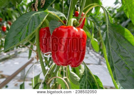 Big Ripe Sweet Red Bell Peppers, Paprika, Growing In Glass Greenhouse, Bio Farming In The Netherland