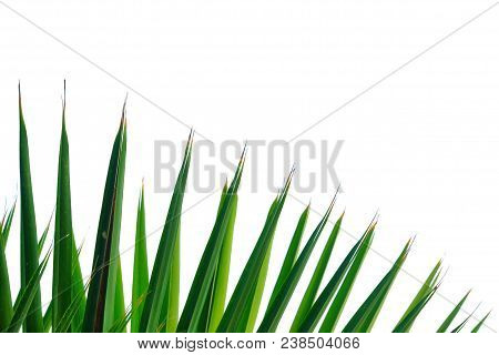 Top View Palm Tree Leaf On White Isolated Background For Green Foliage Backdrop