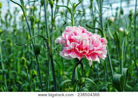 Сultivation Of Dianthus Caryophyllus, The carnation Flowering Plants In Greenhouse