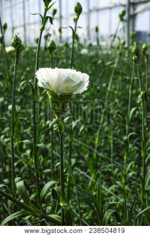 Сultivation Of Dianthus Caryophyllus, The carnation Flowering Plants In Greenhouse