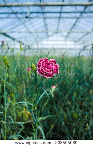 Сultivation Of Dianthus Caryophyllus, The carnation Flowering Plants In Greenhouse