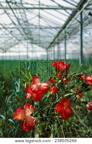 Сultivation Of Dianthus Caryophyllus, The carnation Flowering Plants In Greenhouse