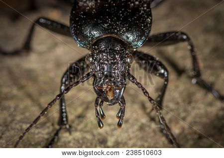 Portrait Of A Bronze Carabid (carabus Nemoralis) Ground Beetle In A Forest Near Vienna (austria)
