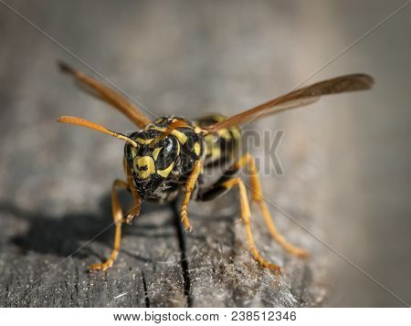 A European Paper Wasp (polistes Dominula) Collecting Wood For Nest