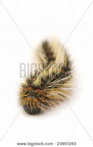 Chenille velue