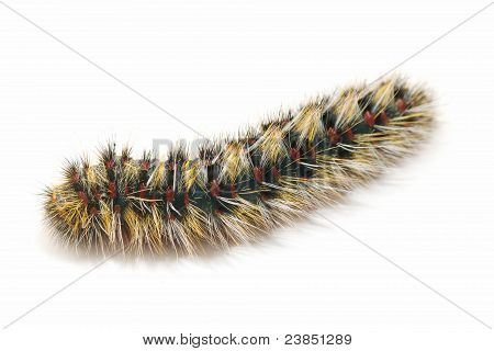 Chenille velue