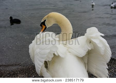 Beautiful White Swan Back View With Opened Wings And Lake With Birds