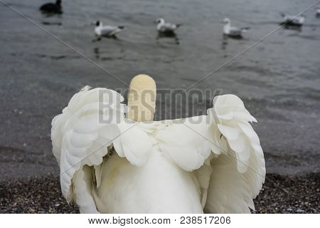 Beautiful White Swan Back View With Opened Wings And Lake With Birds