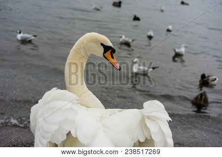 Beautiful White Swan Back View With Opened Wings And Lake With Birds