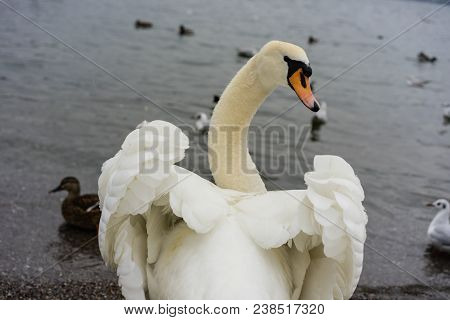 Beautiful White Swan Back View With Opened Wings And Lake With Birds