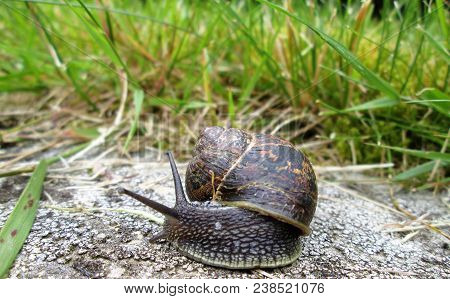 Large Garden Snail On A Lichen Covered Rock