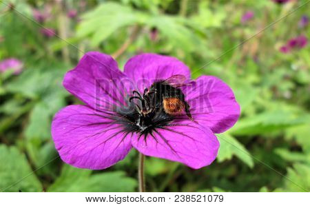Bumblebee Collecting Pollen From A Geranium Flower