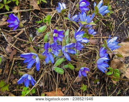 The First Spring Flowers Liverwort In The Forest. Spring Bright Floral Background. Gentle Symbol Of 
