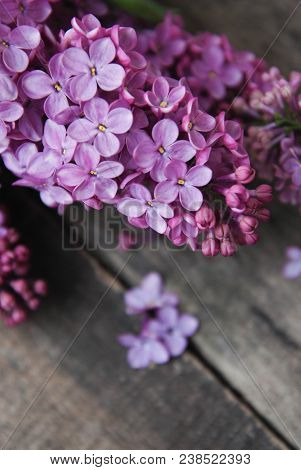 Spring Flowers. Purple Lilac Flowers Frame On Rustic Textured Gray Wooden Background.