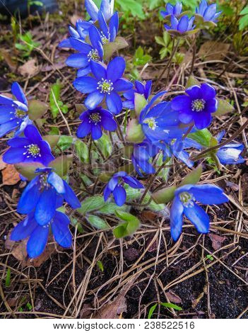 The First Spring Flowers Liverwort In The Forest. Spring Bright Floral Background. Gentle Symbol Of 