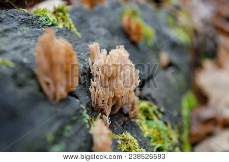 Artomyces Pyxidatus Fungus