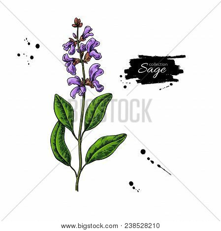Sage Vector Drawing. Isolated Plant With Flower And Leaves. Herbal Colorful Illustration. Detailed O