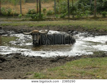 Buffalo In Schmutz