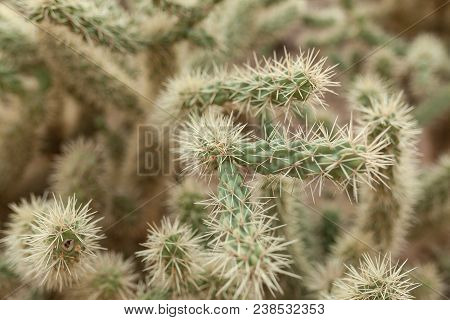 A Large Cactus With Thorns In The Wild Spiny Background Close Up