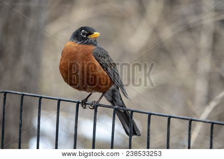 American Robin (turdus Migratorius) Is A Migratory Songbird In The Thrush Family