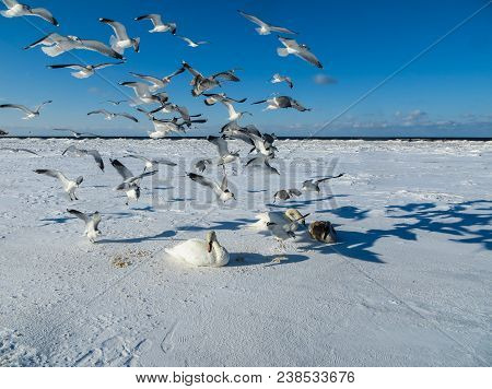 Freezing On The Ice Of The Riga Bay Swans In The Winter Of 2018.