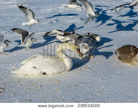 Freezing On The Ice Of The Riga Bay Swans In The Winter Of 2018.