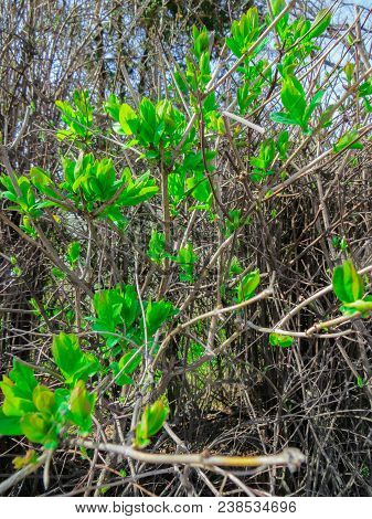 The First Spring Gentle Leaves Buds And Branches.green Leaves In A Spring Blooming. Beautiful Spring