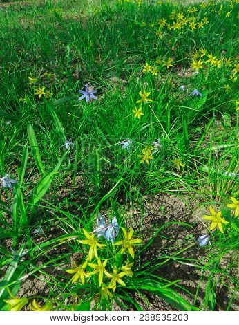 The First Spring Flowers In The Wild Forest.