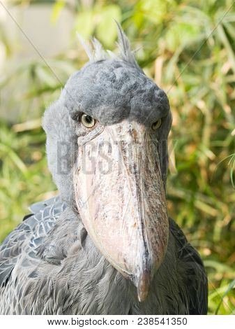 Portrait Of Unique Shoebill Bird - Balaeniceps Rex