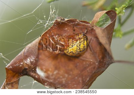 Marbled Orbweaver Spider (araneus Marmoreus) On Web