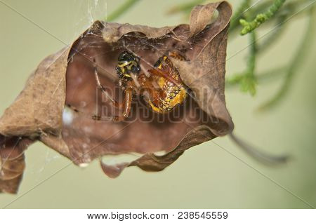 Marbled Orbweaver Spider (araneus Marmoreus) With Prey