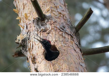 Black Woodpecker Dryocopus Martius Chopping Hollow In Pine Tree And Throws Shavings. European Big Bi